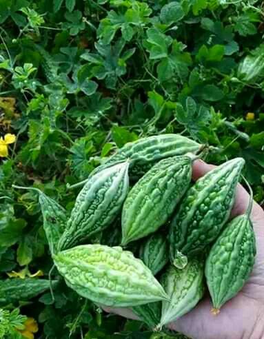 Bitter Gourds